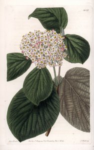 Cotton Viorne - イギリスのSydenham Edwards (1768-1819)のBotanical Registerに掲載されたSarah Anne Drake (1803-1857)のイラストをS.Wattsがエングレービングしたボード。