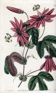 Crimson Passion - イギリスのSydenham Edwards（1768-1819）のBotanical Registerに掲載されているSarah Anne Drake（1803-1857）のイラストをS.Wattsがエングレーヴィングしたもの。 作： Sydenham Teast Edwards