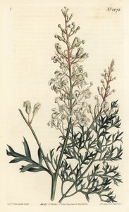 Crinkle bush or tansy - Crinkle bush or parsley fern (sulphur-wort-leaved lomatia), Lomatia silaifolia.William Curtis