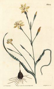 Curled leaved moraea, Moraea crispa.William Curtis