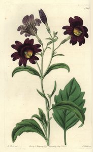 Curvy Salpiglossis - Painted tongue, Salpiglossis sinuata (Dark purple salpiglossis, Salpiglossis atropurpurea).Sydenham Edwards