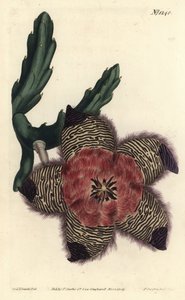 クッション性のあるスタペリア（Stapelia pulvinata）。William Curtis