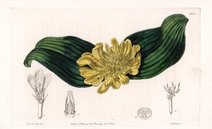 Daubenya Variete - イギリスのSydenham Edwards (1768-1819)のBotanical Registerに掲載されているSarah Anne Drake (1803-1857)のイラストをS.Wattsがエングレーヴィングしたもの。 作： Sydenham Teast Edwards