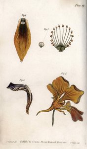 フリチラシの茎と冠の詳細な説明。ランベス植物園（イギリス）の植物学会議のために、サイデナム・エドワーズ（1768-1819）が描いたカラー銅版画。 作： Sydenham Teast Edwards