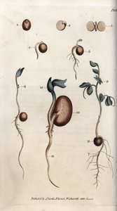 エンドウ豆とソラマメの発芽の違い。ランベス植物園（イギリス）の植物学会議のために、サイデナム・エドワーズ（1768-1819）が描いたカラー銅版画。 作： Sydenham Teast Edwards