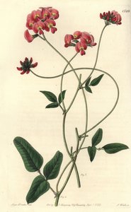 膨張したケネディヤ、Kennedya dilatata。Sydenham Edwards