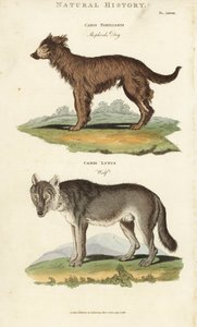 犬と狼 - シェパード犬（Canis familiaris）と狼（Canis lupus）。ジョン・メイソン・グッドの『Pantologia, a New Encyclopedia』（G. Kearsley, London）に掲載されたシデナム・エドワーズの手彩色銅版画。 作： Sydenham Teast Edwards