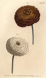 ラナンキュラスの二重品種、ペルシャキンポウゲ、Ranunculus asiaticusWilliam Curtis