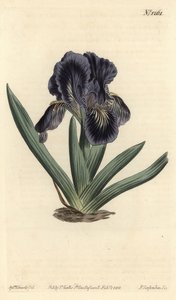 矮性花菖蒲 - Iris x binata（紫紺の矮性花菖蒲、Iris pumila var. violacea）。William Curtis