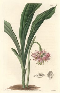 地球蘭、原産地はスリランカ - S. Watts Strong Water from an illustration by Sarah Anne Drake (1803), from the Botanical Register 作： Sydenham Teast Edwards