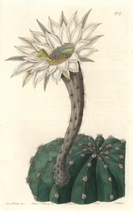 Echinocactus eyriesii（花サボテン、メキシコ原産） - Sarah Anne Drake（1803-1857）のイラストからS.Wattsが描いた強い水、Botanical Registerより。