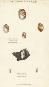 弾性のある球体（Bulla resiliens）と、淡いまたは円筒形の球体（Bulla pallida）。Sydenham Edwardsによる手彩色銅版画（John Mason Good