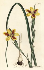 エレガントモレア、Moraea elegans（Moraea spicata）。William Curtis