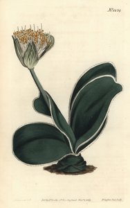 エレファントイヤー - 白い花を咲かせるヘマンサス（Haemanthus albiflos）。William Curtis