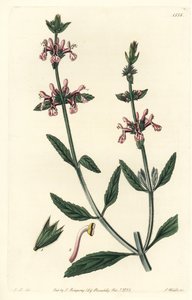 Epiary - White-stemmed stachys (Stachys albicaulis).Sydenham Edwards