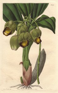 着生ラン、淡い黄色のカタセタム、ブラジル原産 - Sarah Anne Drake (1803-1857)のイラストからS.WattsによるWater forte、Botanical Registerより。 作： Sydenham Teast Edwards