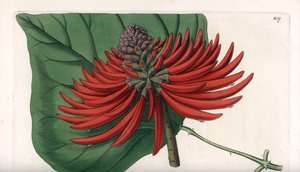 Erythrina variete, tropical red flower tree - イギリスのSydenham Edwards (1768-1819)のBotanical Registerに掲載されたSarah Anne Drake (1803-1857)のイラストをS.Wattsがエングレーヴィングしたもの。 作： Sydenham Teast Edwards
