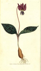 Erythrone dog tooth (or red Satyrion) - 犬の歯のようなスミレ、Erythronium dense-canis。William Curtis
