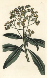 Euphorbe mellifere - ハニースパージまたは蜂蜜を含むユーフォルビア、Euphorbia mellifera（ユーフォルビア・メリフェラ）。William Curtis