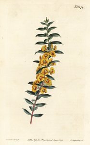 Eutaxia myrtifolia (Cross-leaved dillwynia, Dillwynia obovata).William Curtis