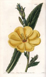 大輪の花を咲かせる月見草 - イギリス、Sydenham Edwards（1768-1819）のBotanical Registerに掲載されたSarah Anne Drake（1803-1857）のイラストをS.Wattsがエングレービングしたボード。 作： Sydenham Teast Edwards