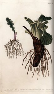 コモン・セネコンとラージ・プランテン（またはプランテン・オブ・バード）の繊維質の根。ランベス植物園（イギリス）の植物学会議のために、Sydenham Edwards（1768-1819）が描いたカラー銅版画。 作： Sydenham Teast Edwards