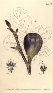 Fig, Ficus carica, Trioecia with hermaphrodite, male 2 and female 3 flowers growing separately.William Curtis