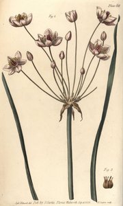 花イグサ、Butomus umbellatus、Hexagynia、両性具有の花1と雌しべ2。植物園で行われたウィリアム・カーティスの植物学講義のために、シデナム・エドワーズが描いた植物図版を、F・サンソムが手彩色銅版画にしたもの。 作： Sydenham Teast Edwards