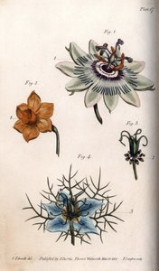 パッションフルーツやパッションフラワー、スイセンやニゲラの花。ランベス植物園（イギリス）の植物会議のために、サイデナム・エドワーズ（1768-1819）が描いたカラー銅版画。 作： Sydenham Teast Edwards