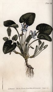 香りのよいスミレ。シデナム・エドワーズ（1768-1819）がランベス植物園（イギリス）の植物会議のために描いたカラー銅版画。 作： Sydenham Teast Edwards
