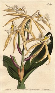 フリンジラン・エピデンドラムで、白と淡黄色の花を咲かせる。アメリカやカリブ海原産。淡い黄色と白の花を咲かせるフリンジド・エピデンドラム・オーキッド（Fringed epidendrum orchid）。アメリカ、西インド諸島原産。Epidendrum ciliare（エピデンドラム・シリアレ）。の手彩色銅版画。 作： Sydenham Teast Edwards