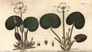 カエルビト、Hydrocharis morsus-ranae、Dioecia、雌株1,4、雄株2,3。ラムの植物園で行われたウィリアム・カーティスの植物学講義のために、シデナム・エドワーズが描いた植物図鑑のF・サンソムによる手彩色銅版画。