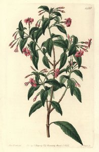 Fuschia variete - Rod-branched fuchsia, Fuchsia bacillaris.Fuchsia microphylla subsp.microphylla と Fuchsia thymifolia subsp.thymifolia の自然交配種。SydのSarah Drakeによるイラストの後、S.Wattsによる手彩色の銅版画。 作： Sydenham Teast Edwards