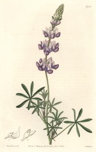 カリフォルニア原産のガーデンルパン - S. Watts Strong Water from an illustration by Sarah Anne Drake (1803-1857), from the Botanical Register 作： Sydenham Teast Edwards