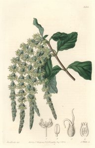 楕円形の葉や絹のようなどんぐりを持つGarryaやBear bush - Sarah Anne Drake (1803-1857)のイラストからS.Wattsが描いた強い水、Botanical Registerより。