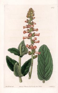 Genera Variete - イギリスのSydenham Edwards（1768-1819）のBotanical Registerに掲載されているSarah Anne Drake（1803-1857）のイラストをS.Wattsがエングレービングしたプレート。