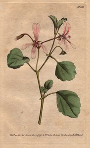 ゼラニウムは、南アフリカ原産のソレルの葉に、バラの葉脈のある花をつけます。Sorrel crane