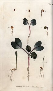 大根の種、普通の小麦、普通の大麦の発芽。ランベス植物園（イギリス）の植物会議のために、サイデナム・エドワーズ（1768-1819）が描いたカラー銅版画。 作： Sydenham Teast Edwards
