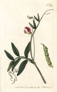 Gesse climene - スパニッシュ・ベッチリング、Lathyrus clymenum（ジョイント・ポッドド・ラチルス、Lathyrus articulatus）。ロンドンのWilliam Curtis