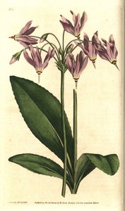 バージニア州のGiroselle（ジロセル） - アメリカン・カウスリップまたはミード・ドデカテオン（Dodecatheon meadia）。William Curtis