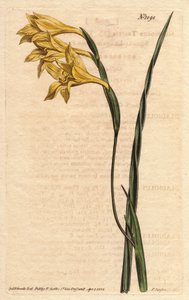 グライユールはエピスに黄色の花が咲き、葉は剣状です。黄色い花を咲かせ、四角い葉を持つヤグルマギク。Gladiolus tristis（グラジオラス・トリスティス）。ウィリアム・カーティスの "Botanical Magazine "1790-1に掲載されたSydenham Edwardsの植物図鑑からの手彩色銅版画。 作： Sydenham Teast Edwards