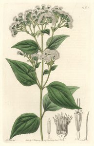 メキシコ原産のGlandular eupatorium - S.Wattsの強い水、M.Martのイラストより、Botanical Registerより 作： Sydenham Teast Edwards