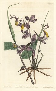 Globba radicalis（オペラガール、Mantisia saltatoria）。William Curtis