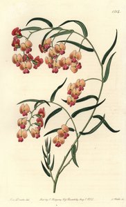 Glycin-leaved dillwynia, Dillwynia glycinifolia.Sydenham Edwards