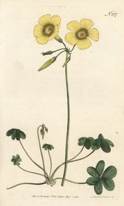 山羊の足 - 山羊の足の木のスイバ、Oxalis caprina。ロンドンのWilliam Curtis