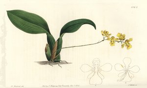 Gomesa cornigera orchid (Horned oncidium, Oncidium cornigerum).Sydenham Edwards
