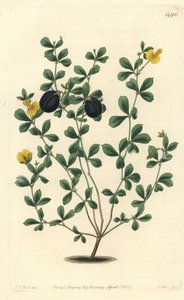 Gompholobium variete（オーストラリアに固有のマメ科の品種） - Thick-edged gompholobium, Gompholobium marginatum.Sydenham Edwards