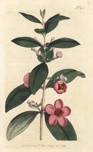 Gooseberry - Myrtle pink, Rhodomyrtus tomentosa (Woolly-leaved Myrtle, Myrtus tomentosa).ロンドンのWilliam Curtis