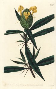 Grassgrass tac tac - Hop-flowered barleria, Barleria lupulina.Sydenham Edwards