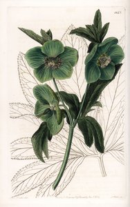 Green Flower Hellebore Variete - イギリスのSydenham Edwards（1768-1819）のBotanical Registerに掲載されているSarah Anne Drake（1803-1857）のイラストをS.Wattsがエングレーヴィングしたもの。 作： Sydenham Teast Edwards